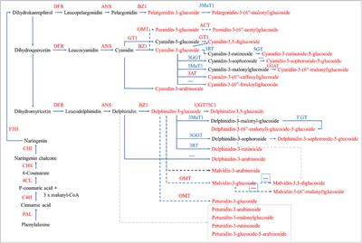 An integrated metabolome and transcriptome analysis of the Hibiscus syriacus L. petals reveal the molecular mechanisms of anthocyanin accumulation